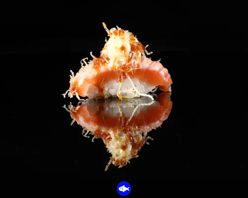 Nigiri Salmón Flameado